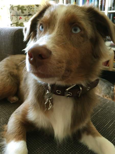 australian shepherd milo.jpg